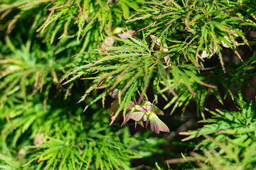 Spring green ornamental japanese maple tree bush with a shallow depth of field