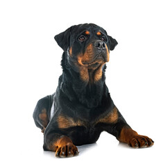 rottweiler in studio