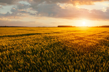 Beautiful sunset over the wheat field, developing wheat, beautiful golden wheat field, cultivated agricultural land in Hungary - 559538655