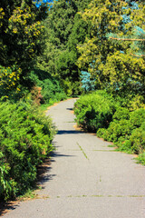 A beautiful empty curvy winding path, asphalt road for walking in summer, spring botanical garden. Green trees, lush bushes outdoors in sunny day. Calm landscape. Nature reserve, wood, woods, woodland