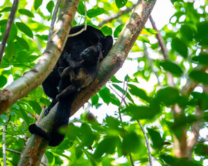 baby howler monkey climbing on mother's back; cute wild animals in rainforest in Costa Rica