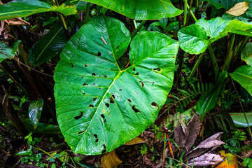 Close-up on the unique plants of the monteverde cloud forest in Costa Rica; colorful leaves and flowers in a tropical rainforest in the mountains