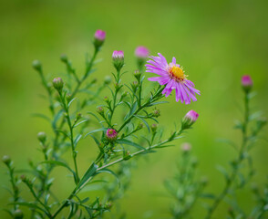 Branch pink flowers at garden.