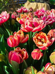 Garden greenhouse. Agribusiness. Beautiful flowers