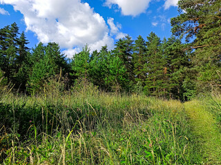 Obraz premium Summer Pine Forest