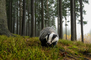 Eurasian Badger in the forest. Bohemian-Moravian highlands. © Ji
