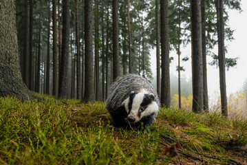 Eurasian Badger in the forest. Bohemian-Moravian highlands.