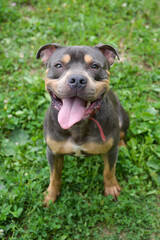 Obraz premium Cane al parco