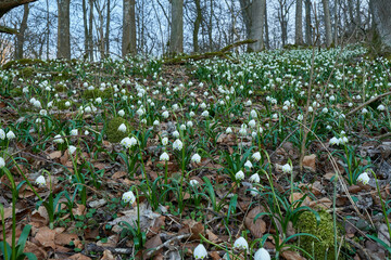 Märzenbecher im Wald, Leucojum vernum, Baden-Württemberg, Deutschland