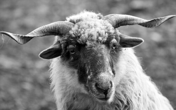portrait of a sheep in black and white
