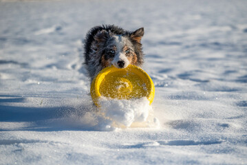 Active dog fetching flying disk in a deep snow in a freezing sunny day
