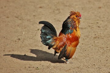 rooster in the farm