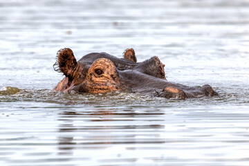 An adult hippopotamus, Hippopotamus amphibius, emerges from the waters of Lake Edward, Queen Elizabeth National Park, Uganda