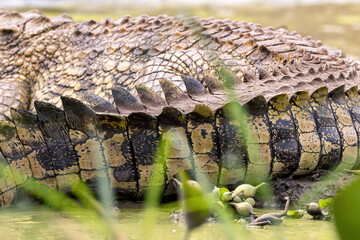 The detail of the tail of a nile crocodile, Crocodylus niloticus, well camouflaged on the banks of Lake Edward, Queen Elizabeth National Park, Uganda