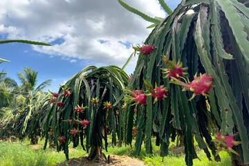 dragon fruit on the dragon fruit pitaya tree, harvest in the agriculture farm at asian exotic...