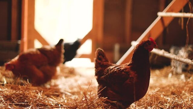 Hens inside a chicken coop on a small farm. Small scale poultry farming in Ontario, Canada.