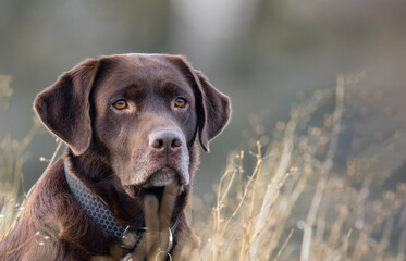 Labrador auf einer Wiese im hohen Gras, Portrait