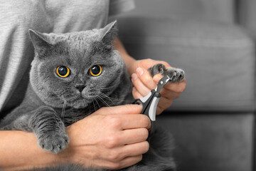 The girl cuts the claws of the cat in the home interior.