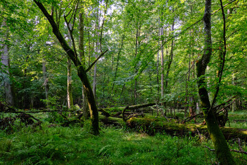 Natural deciduous stand in summer morning
