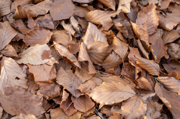tło z liści bukowych brązowych i suchych