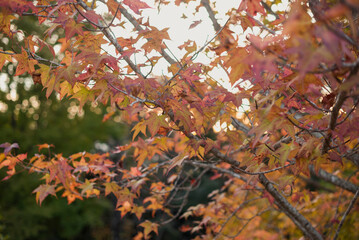 outonal, folha, árvore, natureza, deixar, cair, primavera, planta, condimentar, vermelho, galho, amarelo, flor, laranja, folhagem, arborizar, cor, bordo, red flower, maple, canada