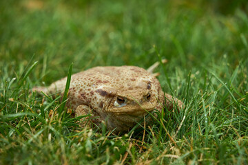 frog on grass