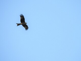 A large bird of prey flies in the bright blue sky