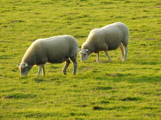 Obraz na płótnie Canvas Two sheep on green grass eat grass