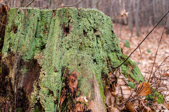 zielone porosty na starym pniu drzewa w lesie w Europie