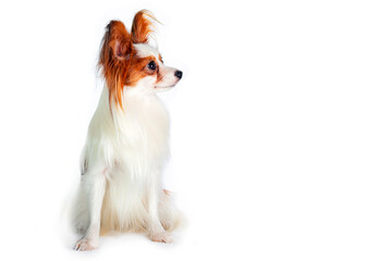 Papillon, also called the continental toy spaniel, . Close-up. On a white background.