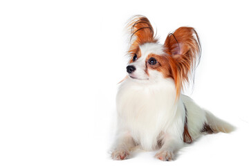 Papillon, also called the continental toy spaniel, . Close-up. On a white background.