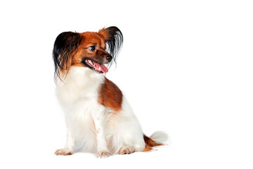 Papillon, also called the continental toy spaniel, . Close-up. On a white background.