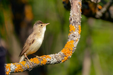 Blyth's reed warbler (Acrocephalus dumetorum) is an Old World warbler in the genus Acrocephalus.