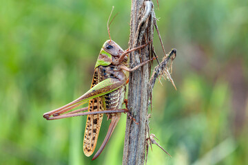 Grasshopper in the green grass closeup macrophotography