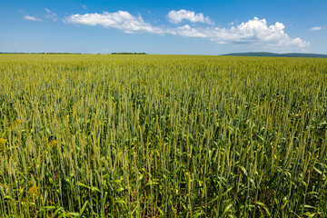 Green field of barley sprouts against the blue sky