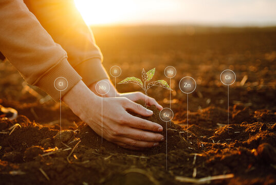 Young plant in hands with soil with graphic concepts. Modern agricultural technology, digital farm, smart farming innovation. Clean and environmentally friendly environment