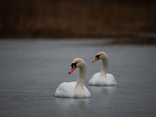 Swans in Nature Couple
