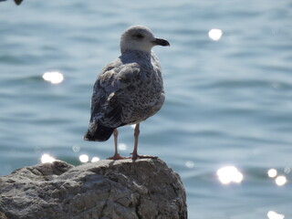 A seagull stands on a stone against the background of water and reflected light