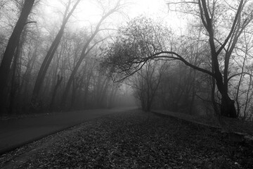 Black metal forest, first snow in a dark spooky forest, dark horror atmosphere 