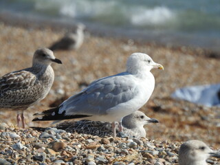A couple of mwe are resting on a rocky beach with a blurred background