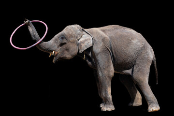 Elephant trunk twists hoop, Close-up on black background
