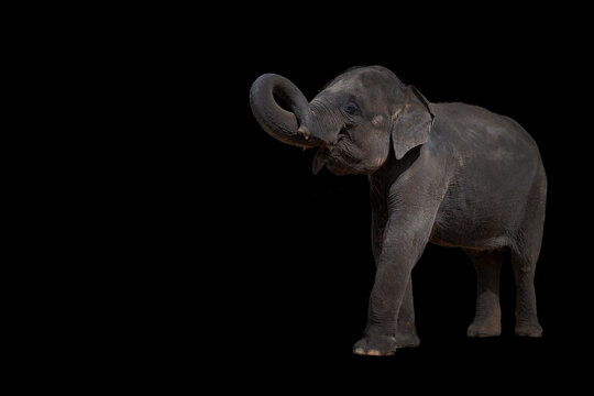 the elephant raises its trunk, the elephant has a beautiful and large isolated use on a black background. .