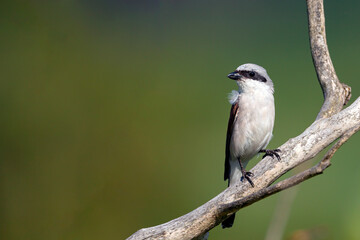 Red-backed shrike, Lanius collurio. The bird sits on a branch on a beautiful background