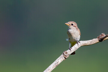Red-backed shrike, Lanius collurio. The bird sits on a branch on a beautiful background