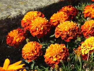 Yellow-orange spherical low flowers