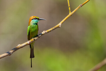 The green bee-eater (Merops orientalis) sometimes little green bee-eater sitting on the branch..
