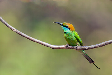The green bee-eater (Merops orientalis) sometimes little green bee-eater sitting on the branch..
