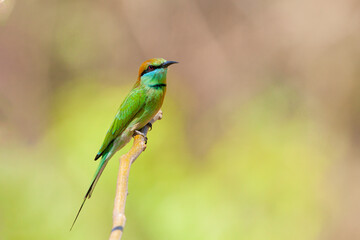 The green bee-eater (Merops orientalis) sometimes little green bee-eater sitting on the branch..
