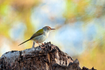The common tailorbird (Orthotomus sutorius) is a songbird found across tropical Asia. 