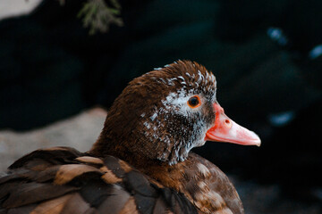 dark duck portrait
